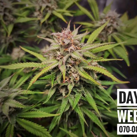 Strawberry Banana growlog photo: - 6:00pm