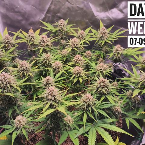 Strawberry Banana growlog photo: - 5:00pm