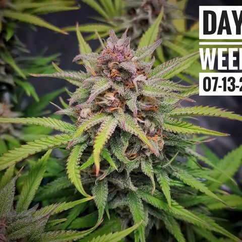Strawberry Banana growlog photo: - 8:00pm