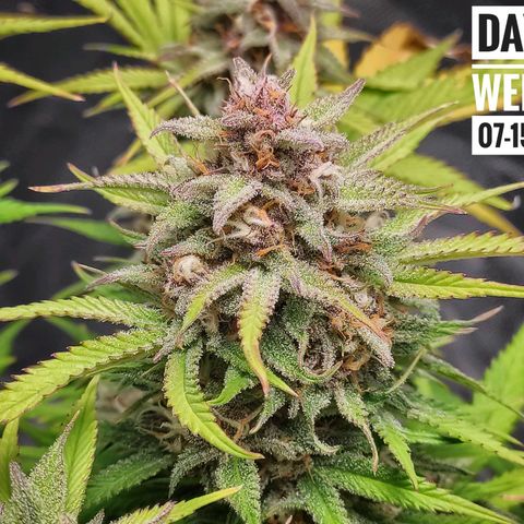Strawberry Banana growlog photo: - 5:30pm