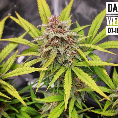 Strawberry Banana growlog photo: - 5:30pm