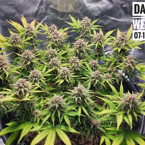 Strawberry Banana growlog photo: - 3:30pm