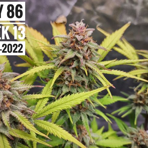 Strawberry Banana growlog photo: - 5:30pm