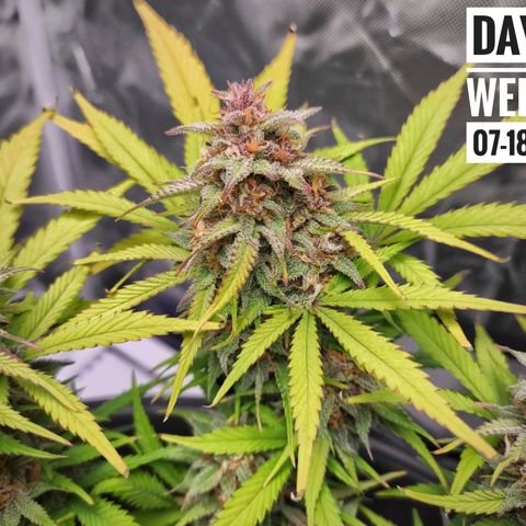 Strawberry Banana growlog photo: - 5:30pm