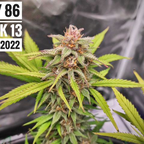 Strawberry Banana growlog photo: - 5:30pm
