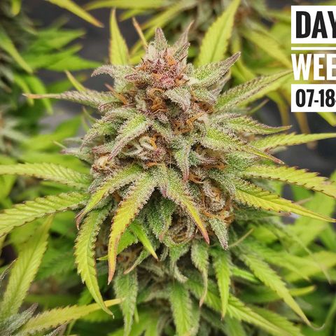 Strawberry Banana growlog photo: - 5:30pm