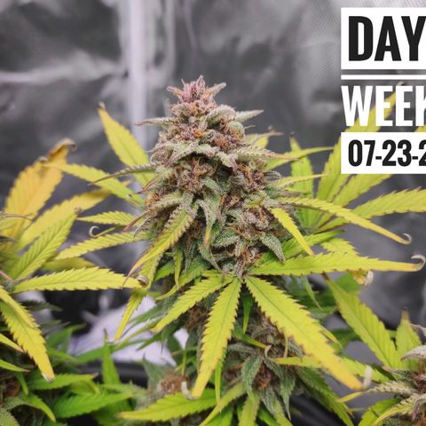 Strawberry Banana growlog timeline photo