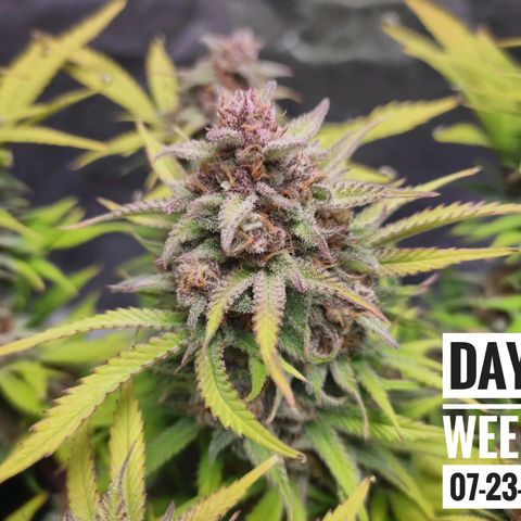 Strawberry Banana growlog timeline photo