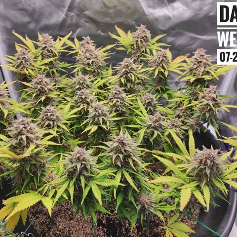 Strawberry Banana growlog timeline photo