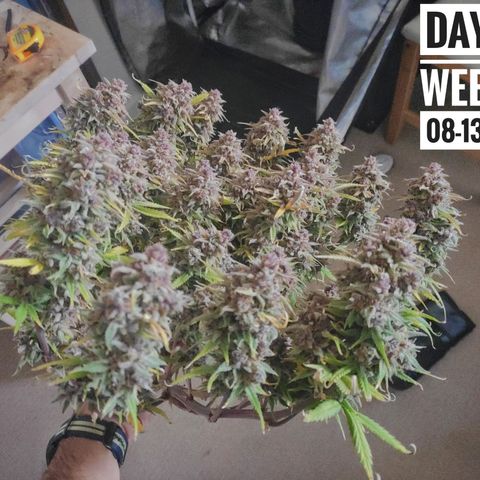 Strawberry Banana growlog timeline photo