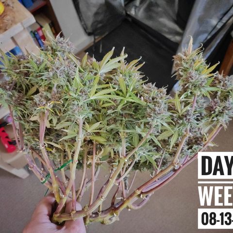 Strawberry Banana growlog timeline photo
