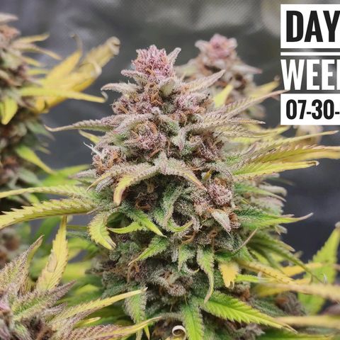 Strawberry Banana growlog timeline photo
