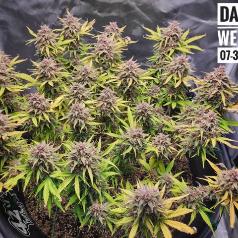 Strawberry Banana growlog timeline photo