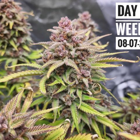 Strawberry Banana growlog timeline photo