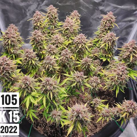 Strawberry Banana growlog timeline photo