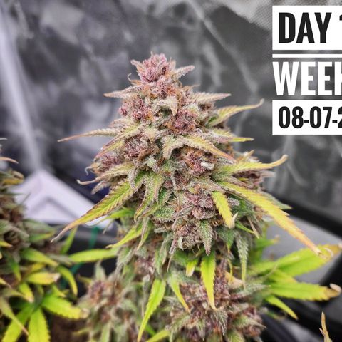Strawberry Banana growlog timeline photo