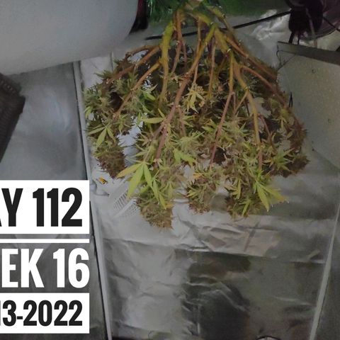 Strawberry Banana growlog timeline photo
