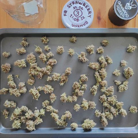 Strawberry Banana growlog timeline photo
