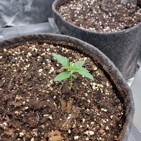 White Widow #1 (Walter) growlog timeline photo