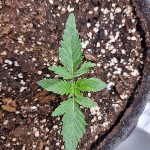 White Widow #1 (Walter) growlog timeline photo