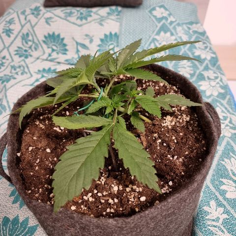 White Widow #1 (Walter) growlog timeline photo