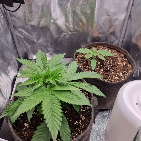 White Widow #1 (Walter) growlog timeline photo