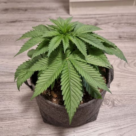 White Widow #1 (Walter) growlog timeline photo