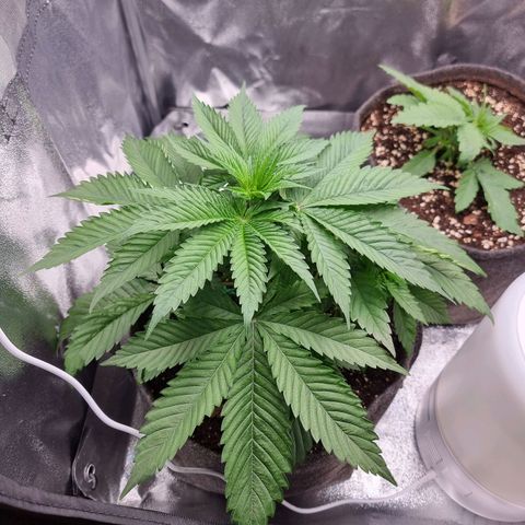 White Widow #1 (Walter) growlog timeline photo