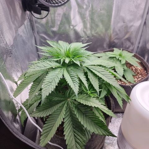 White Widow #1 (Walter) growlog timeline photo