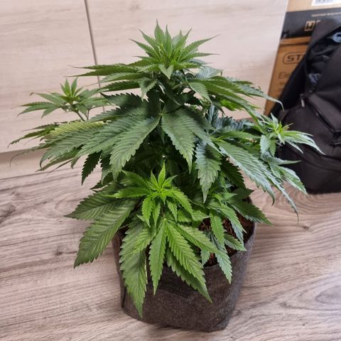 White Widow #1 (Walter) growlog timeline photo