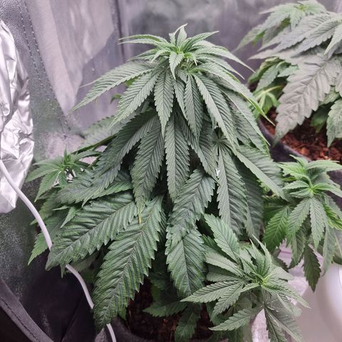 White Widow #1 (Walter) growlog timeline photo