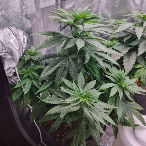 White Widow #1 (Walter) growlog timeline photo