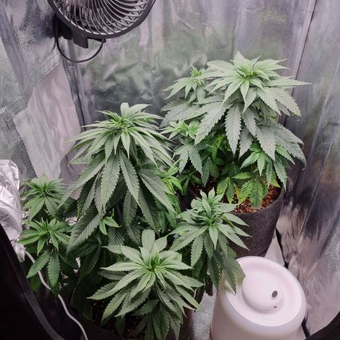 White Widow #1 (Walter) growlog timeline photo