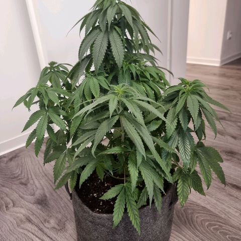White Widow #1 (Walter) growlog timeline photo