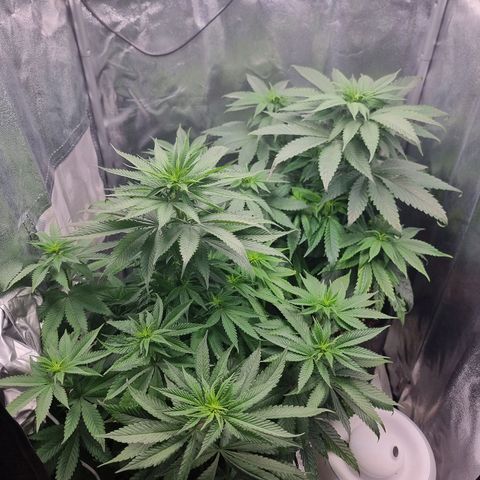 White Widow #1 (Walter) growlog timeline photo