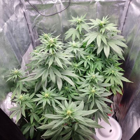 White Widow #1 (Walter) growlog timeline photo