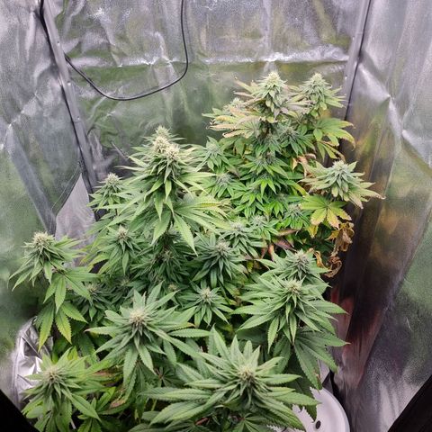 White Widow #1 (Walter) growlog timeline photo