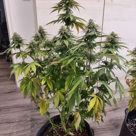 White Widow #1 (Walter) growlog timeline photo