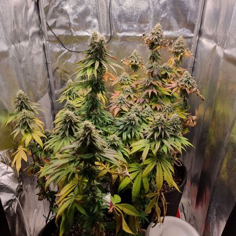 White Widow #1 (Walter) growlog timeline photo