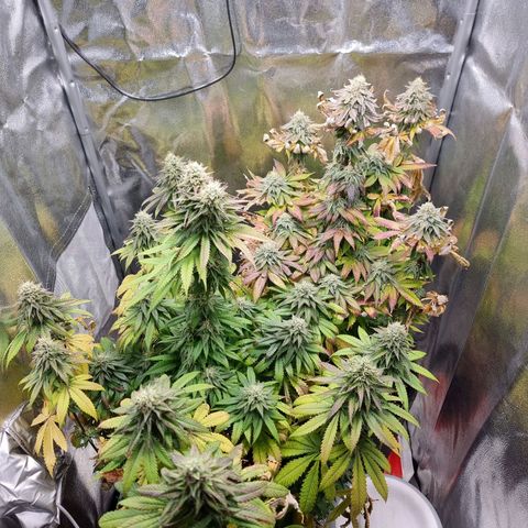 White Widow #1 (Walter) growlog timeline photo