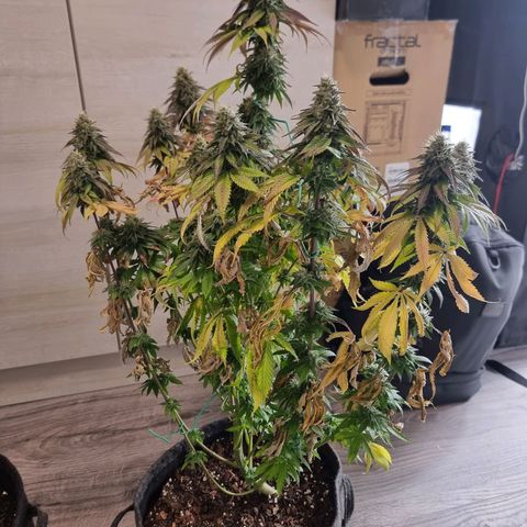 White Widow #1 (Walter) growlog timeline photo