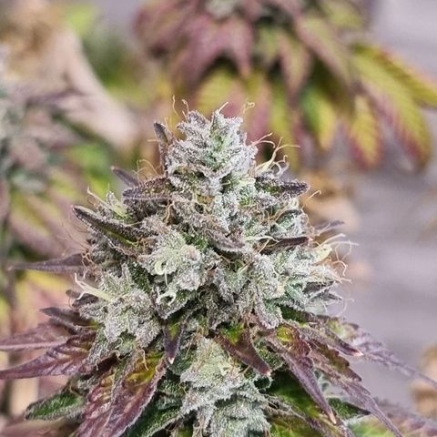 White Widow #1 (Walter) growlog timeline photo