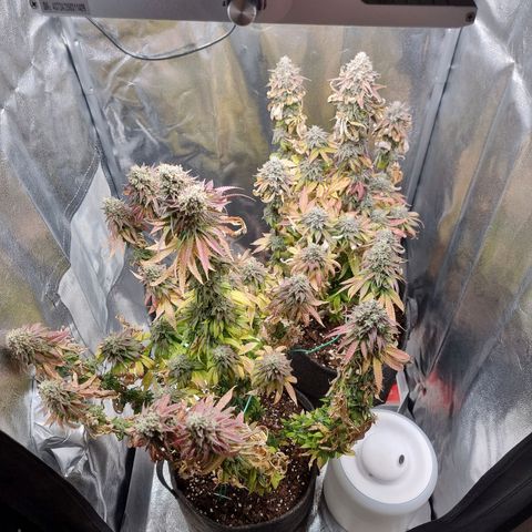 White Widow #1 (Walter) growlog timeline photo