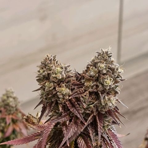White Widow #1 (Walter) growlog timeline photo