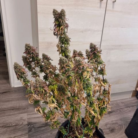 White Widow #1 (Walter) growlog timeline photo