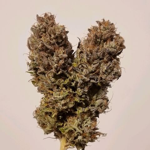White Widow #1 (Walter) growlog timeline photo