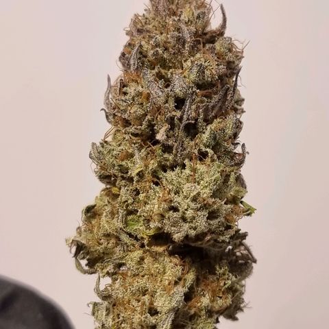 White Widow #1 (Walter) growlog timeline photo