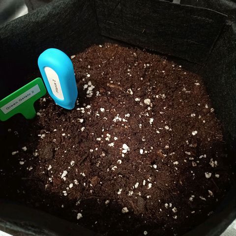 Green Gelato 2 growlog timeline photo