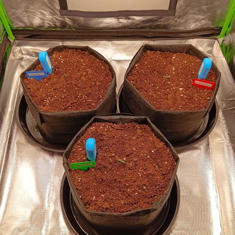 Green Gelato 1 growlog timeline photo
