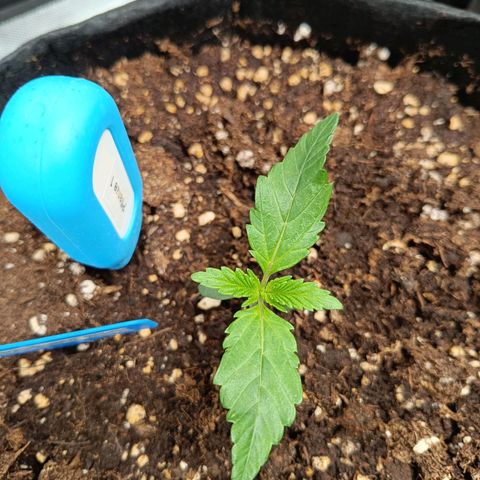 Green Gelato 1 growlog timeline photo